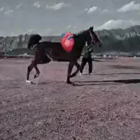 اسب مادیان شجره دار