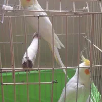 دوعدد عروس هلندی نرو ماده سالم نر دوکلمه صحبت