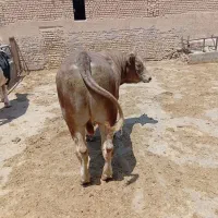 پرواری درجه یک چاق مناسب کشتار و قربانی