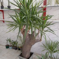 یوکا غول پیکر