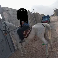 خرید فروش اسب تا سقف35
