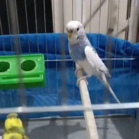 مرغ عشق با قفس