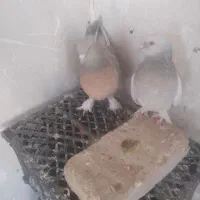 کبوتر