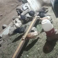 بوقلمون
