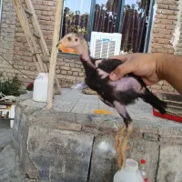 جوجه لاری