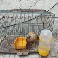 بلدرچین