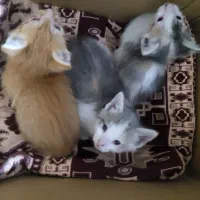 بچه گربه خوشگل