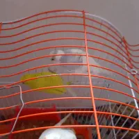 پرنده|پرنده|رشت, پسیخان|دیوار