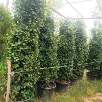 یاس هلندی سایز بزرگ ۶۰ عدد فروش یکجا