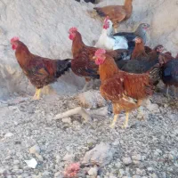 چهار عدد خروس ۹ماهه