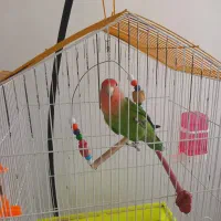طوطی کتوله