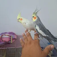 عروس هلندی نر و ماده