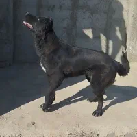 سگ نگهبان