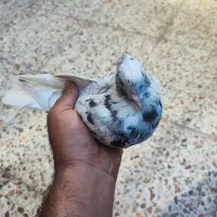 سرور دم سفید