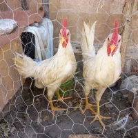 خروس جوان.   دو عدد