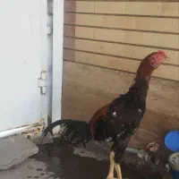 خروس لاری جوان