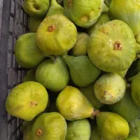 انجیر  سمنان فقط کیلو ۱۸۰