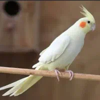 عروس هلندی لوتینو ماده
