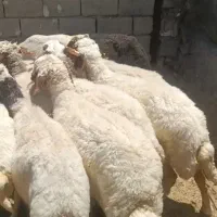 گوسفند داشتی