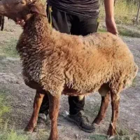 گوسفند نر بره زنده از روستا رسید خرید امن و آسان
