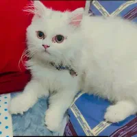 گربه پرشین گمشده