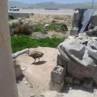 تخم بوقلمون نطفه دار