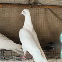 کبوتر پتی والا وپاکستانی