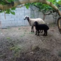 میش شال