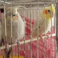 یک جفت عروس هلندی