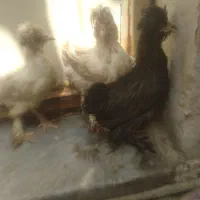 مرغ وخروس نوچه  نژاددار۵عدد