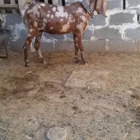 فروش. بز دورگ پاکستانی تک اوری