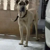 سرابی نر و ماده ...نامبر وان