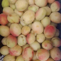 ارزانسرا میوه