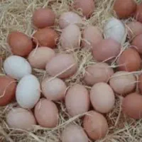 تخم مرغ محلی ارگانیک با بهترین دان
