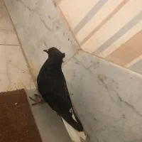 دوعدد‌کبوتر