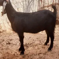 بز هلندی چاق جوان بتونی