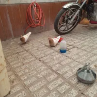 باسلام جفت کله زرد قلدر بشرت هم چیز با جوجهاش