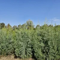 پیشفروش نهال سرو نقره ای