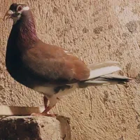 شهرستانی آلمانی آهویی