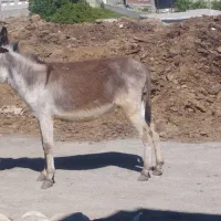 خر گله