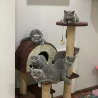 گربه اسکاتیش