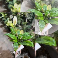 گلفروشی،انواع گل های آپارتمانی،باغچه و درختچه