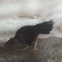 ۲تا طاقچه مرغ لاری اصل