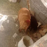 بره ماده