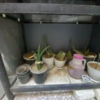 گل و کاکتوس