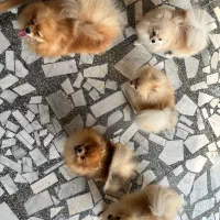 فروش توله و بالغ سگ پامرانین