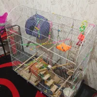 قفس بزرگ|لوازم جانبی حیوانات|محمدیه-قزوین, |دیوار