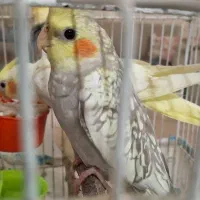عروس هلندی گلباقالی