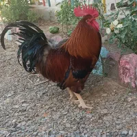 خروس بالغ