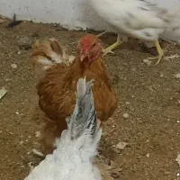 خروس برهما